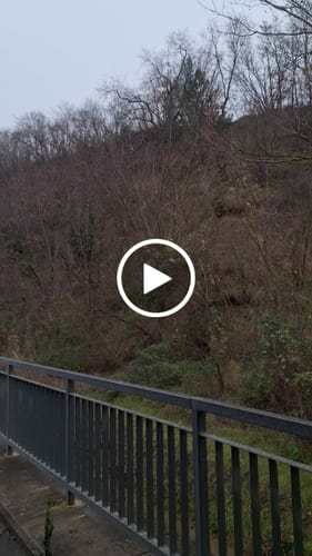 Customer video review of THC-A 29% Flower White Truffle