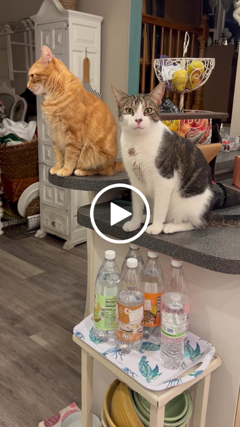 Customer video review of Cat Allergy Relief & Immune Support – Natural Remedy for Sneezing, Itching & Seasonal Allergies