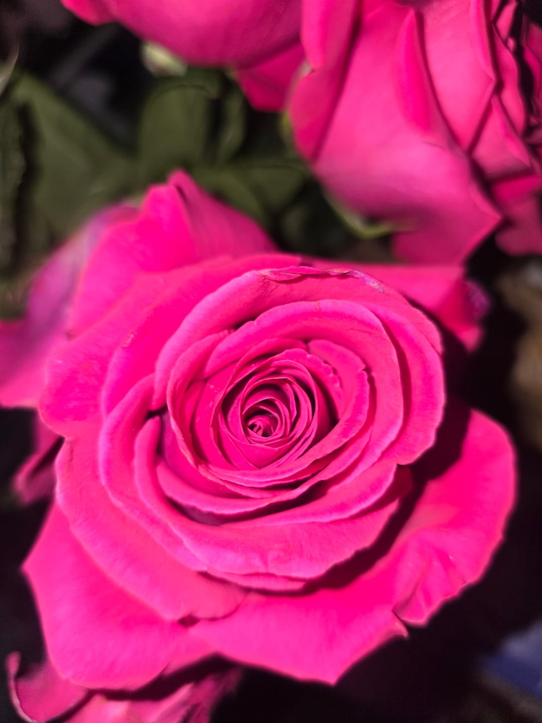 Customer photo review of Hot Princess Pink Rose