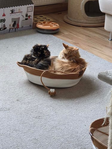 Customer's two fluffy cats resting together in a beige and white rope Fellnest Katzenkorb on a carpet.
