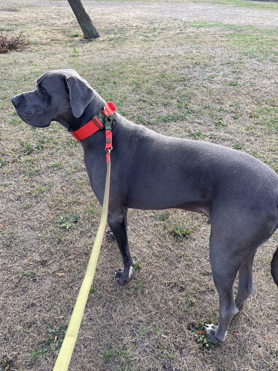 Customer photo review of 5cm Lighter Combat® Collar | With Handle Secure Clip - Burnt Orange X Khaki