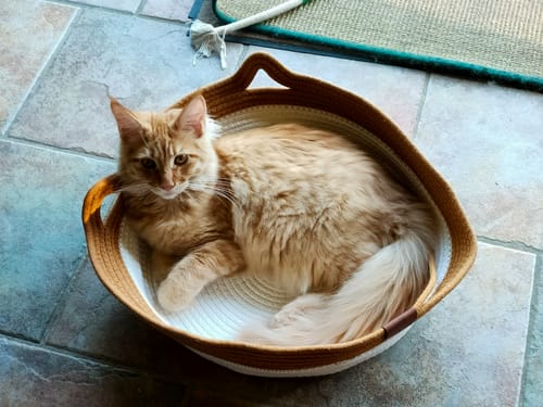 Kunden-Fellnest-Katzenkorb aus zweifarbigem Stoff, in dem eine junge, hellbraune Katze auf einem Fliesenboden liegt.