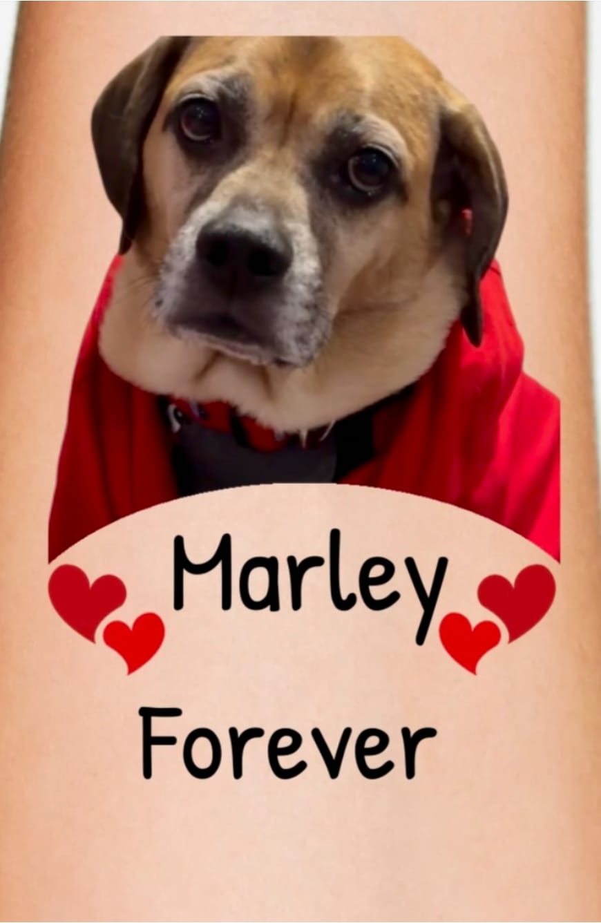Customer photo review of Dog Heart Tattoo