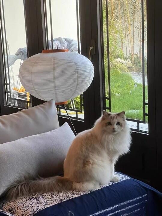 Customer photo review of Floor Lamp, Rice Paper Shade, E26/E27, Plug-In, Sculptural