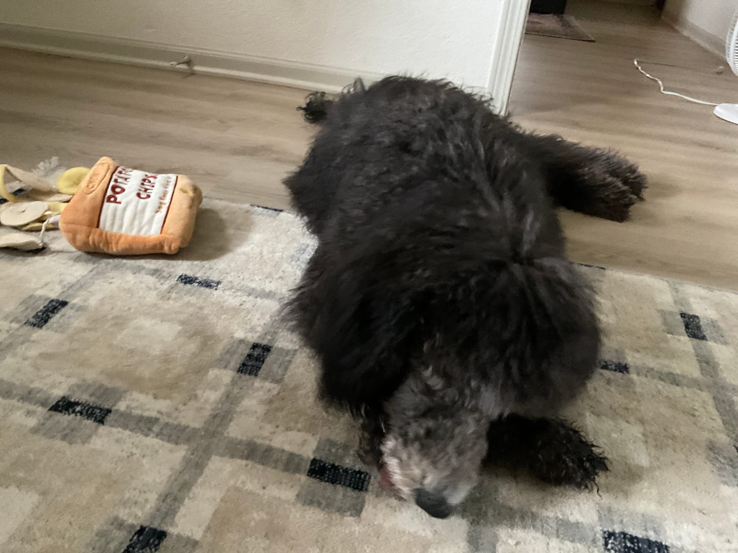 Customer photo review of 6 Inch Thick Bully Stick