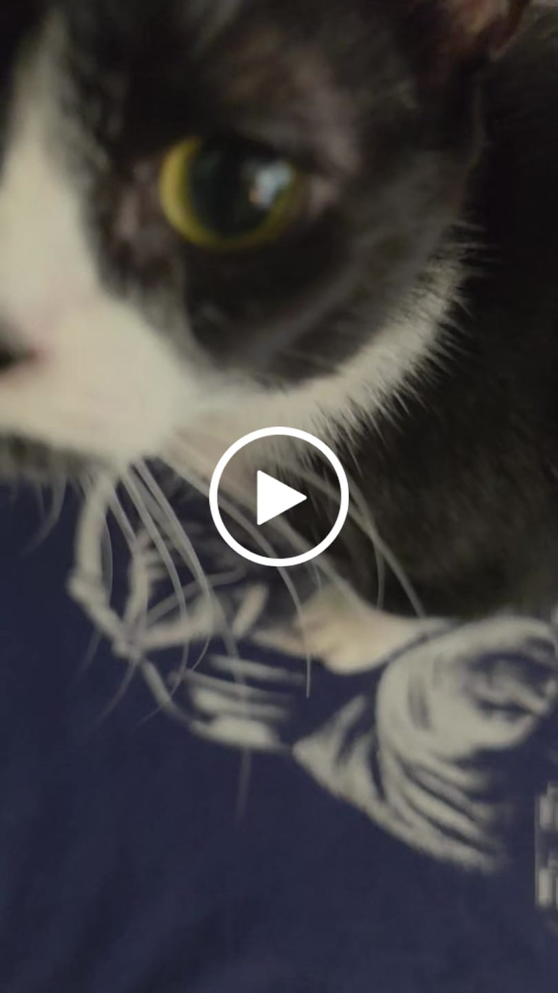 Customer video review of Deck Cat - Premium