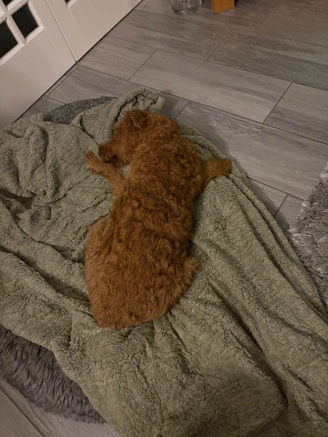 Customer photo review of Solid Sage Edition | Luxury Human & Dog Blanket