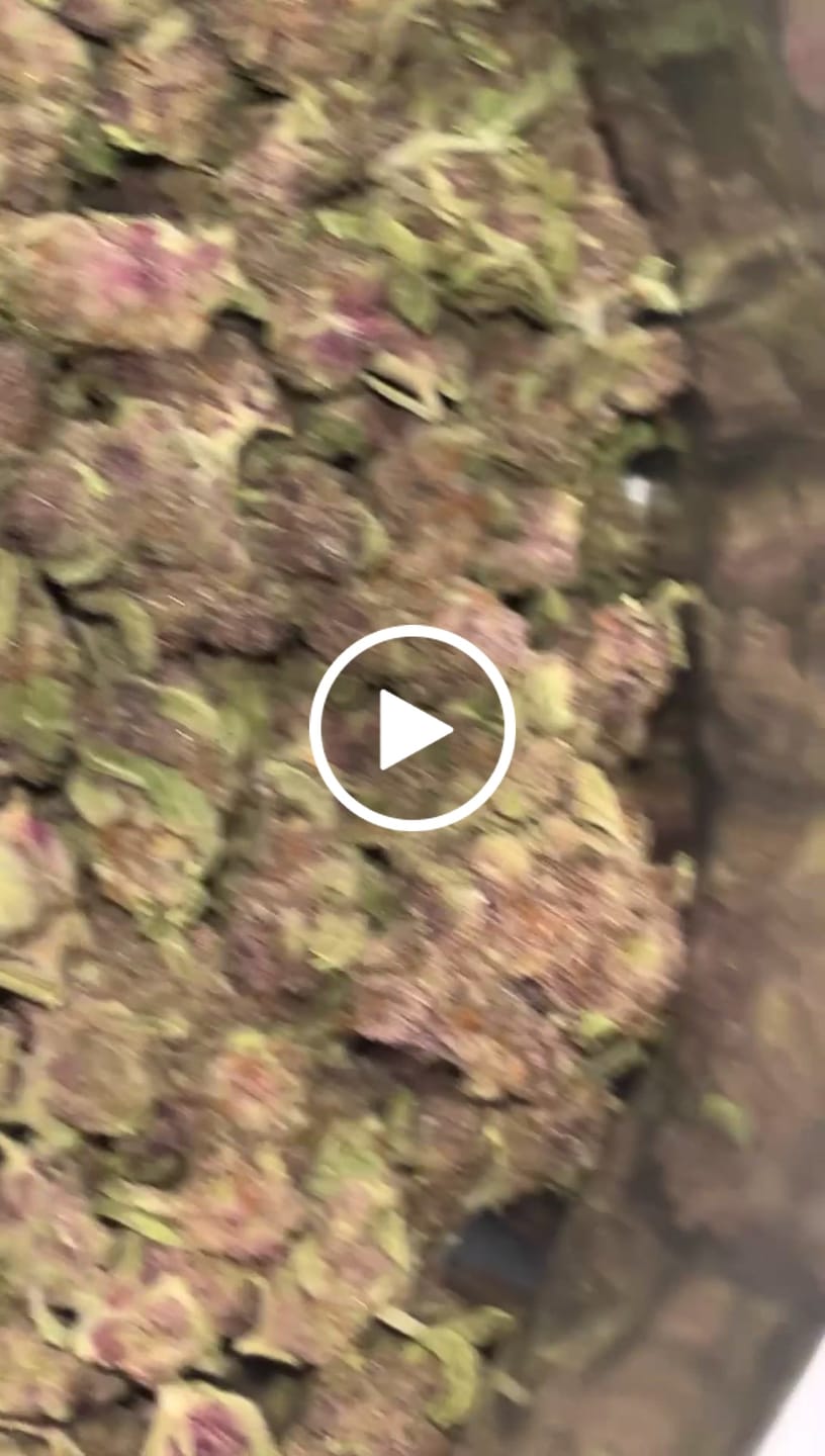 Customer video review of Tropicana Cherry THCA Smalls