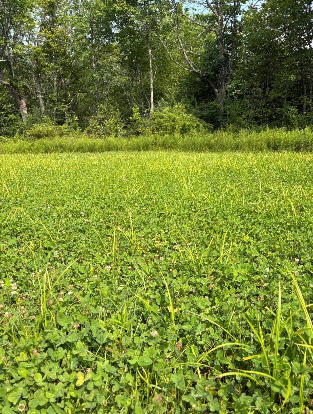 Customer photo review of Hot Chic™ Food Plot Seed