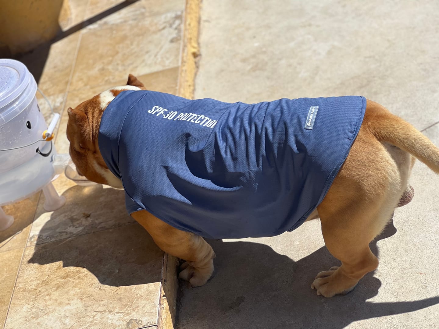 Customer photo review of Sunblock Dog T-Shirt - Navy Blue