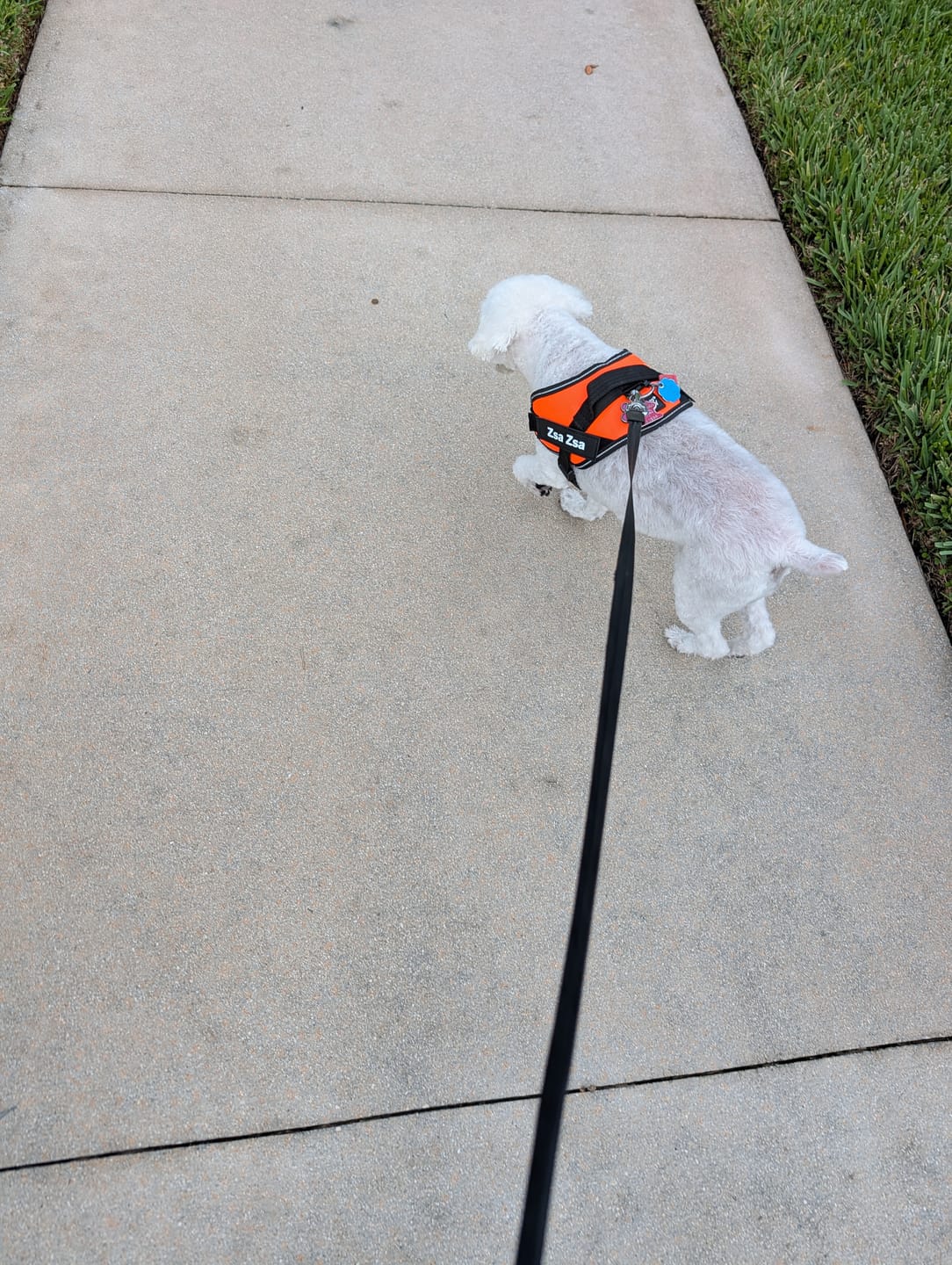 Customer photo review of Personalized Dog Harness