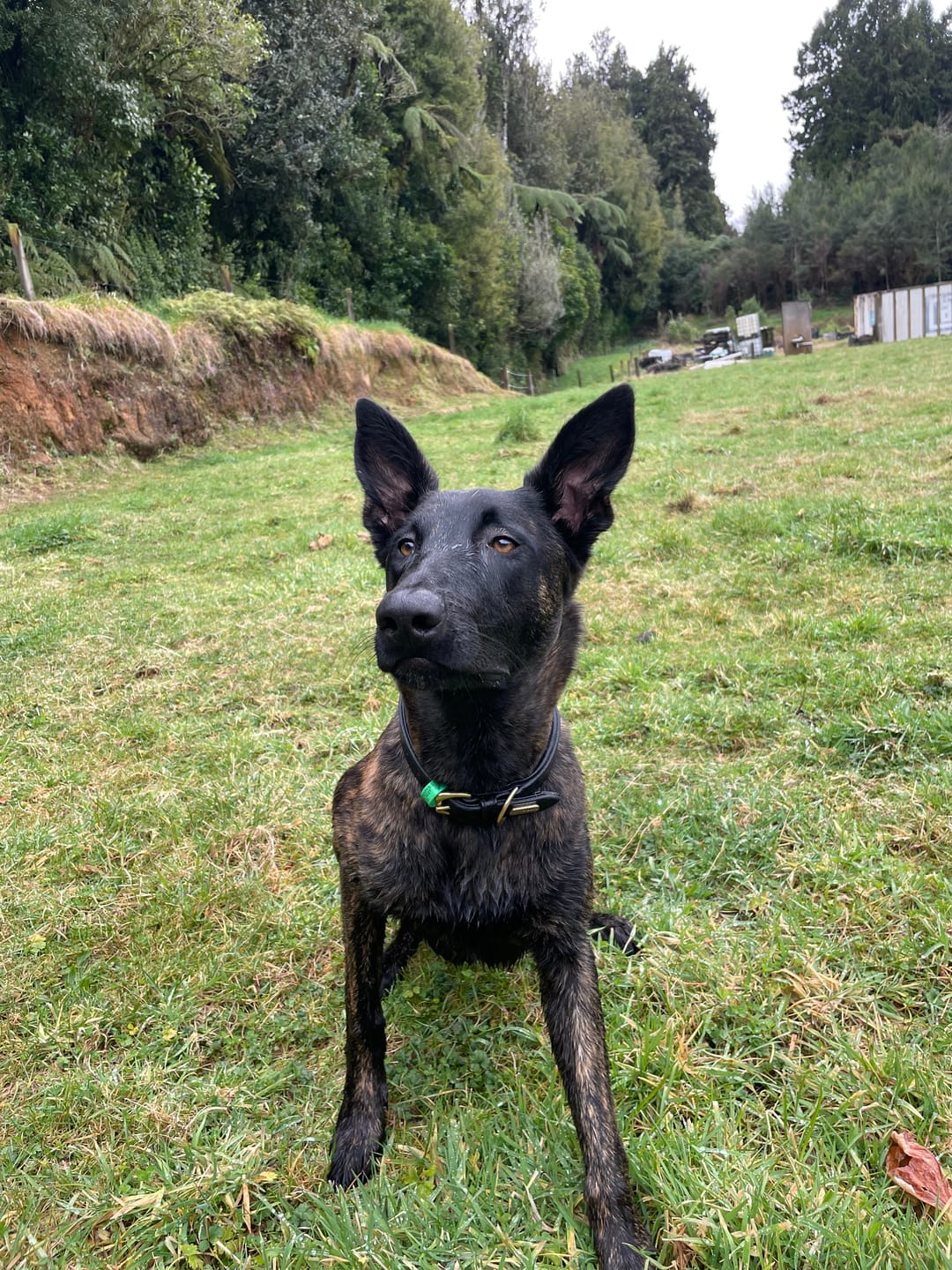 Customer photo review of Weatherbeeta Padded Leather Dog Collar