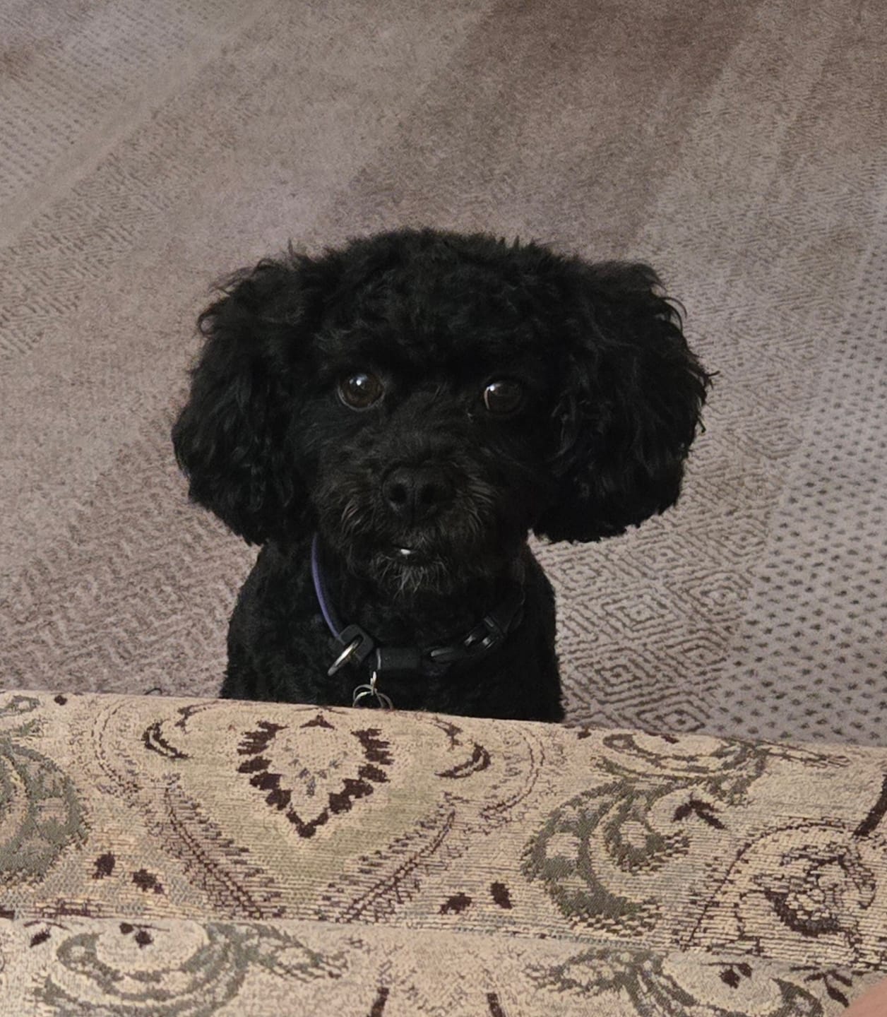 Customer photo review of Pup Labs ProDenta®