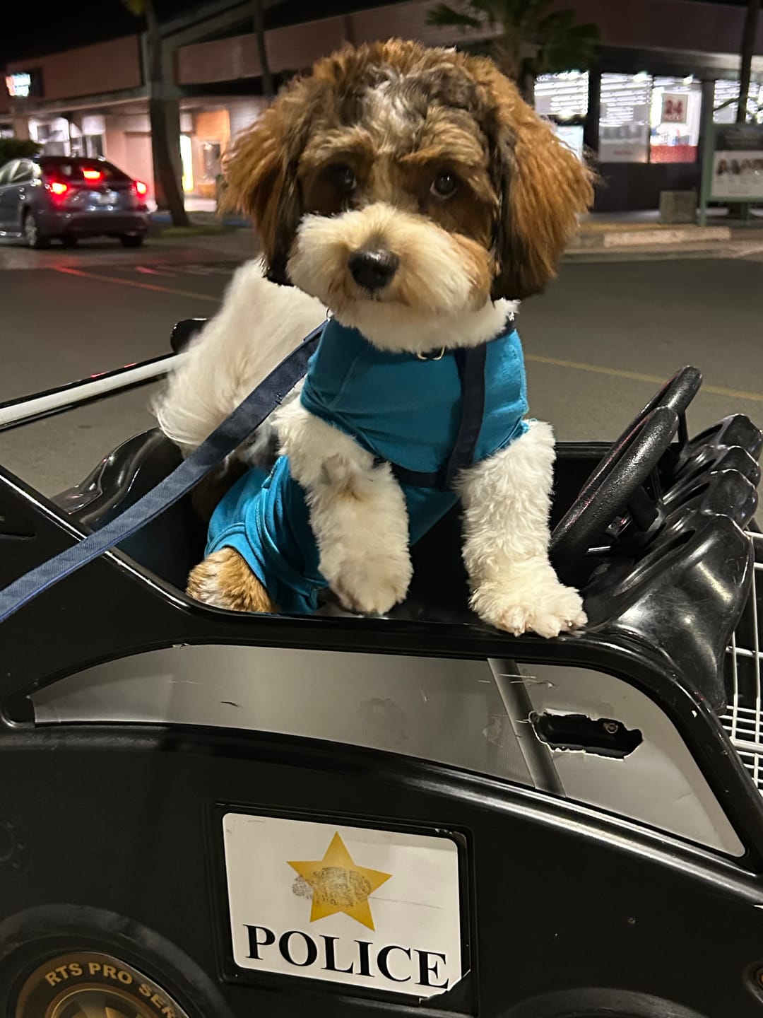 Customer photo review of Nylon Metro Leash