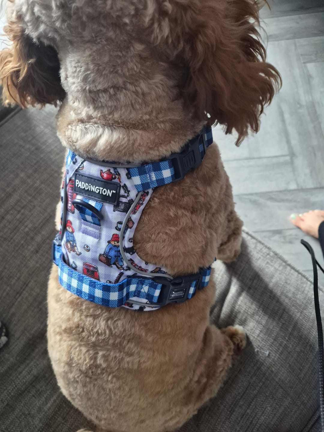 Customer photo review of Paddington™ Tough Trails™ Harness - London