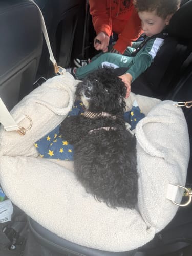 Customer's black dog resting in a beige sherpa Hazelnut Cosy Car Seat in the back of a vehicle.