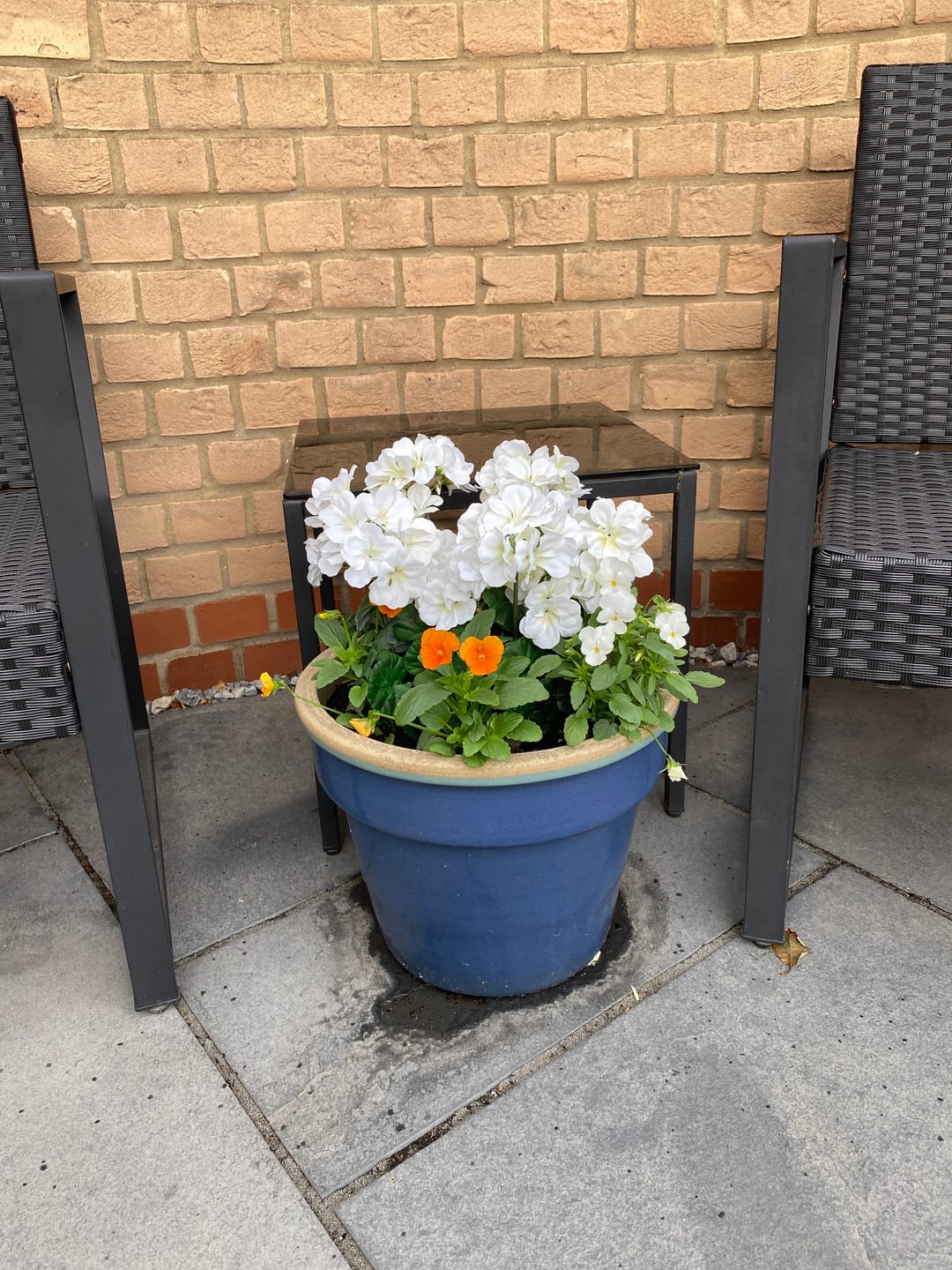 Customer photo review of White Geranium Terracotta Patio Planter 50cm/20in - A1084