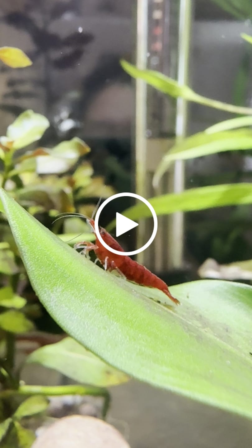 Customer video review of Fire Red Cherry Shrimp