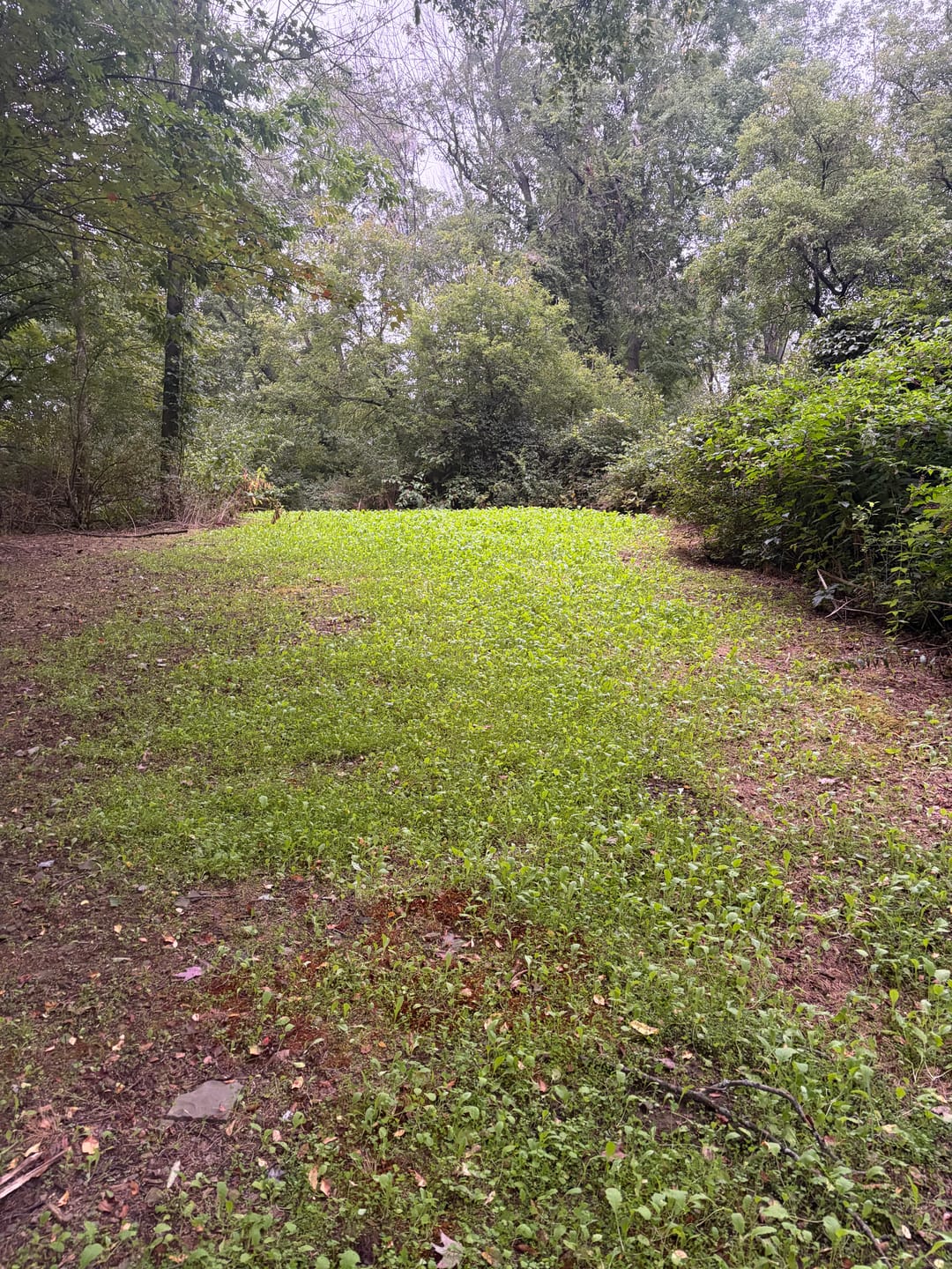 Customer photo review of Multi-Year Mix