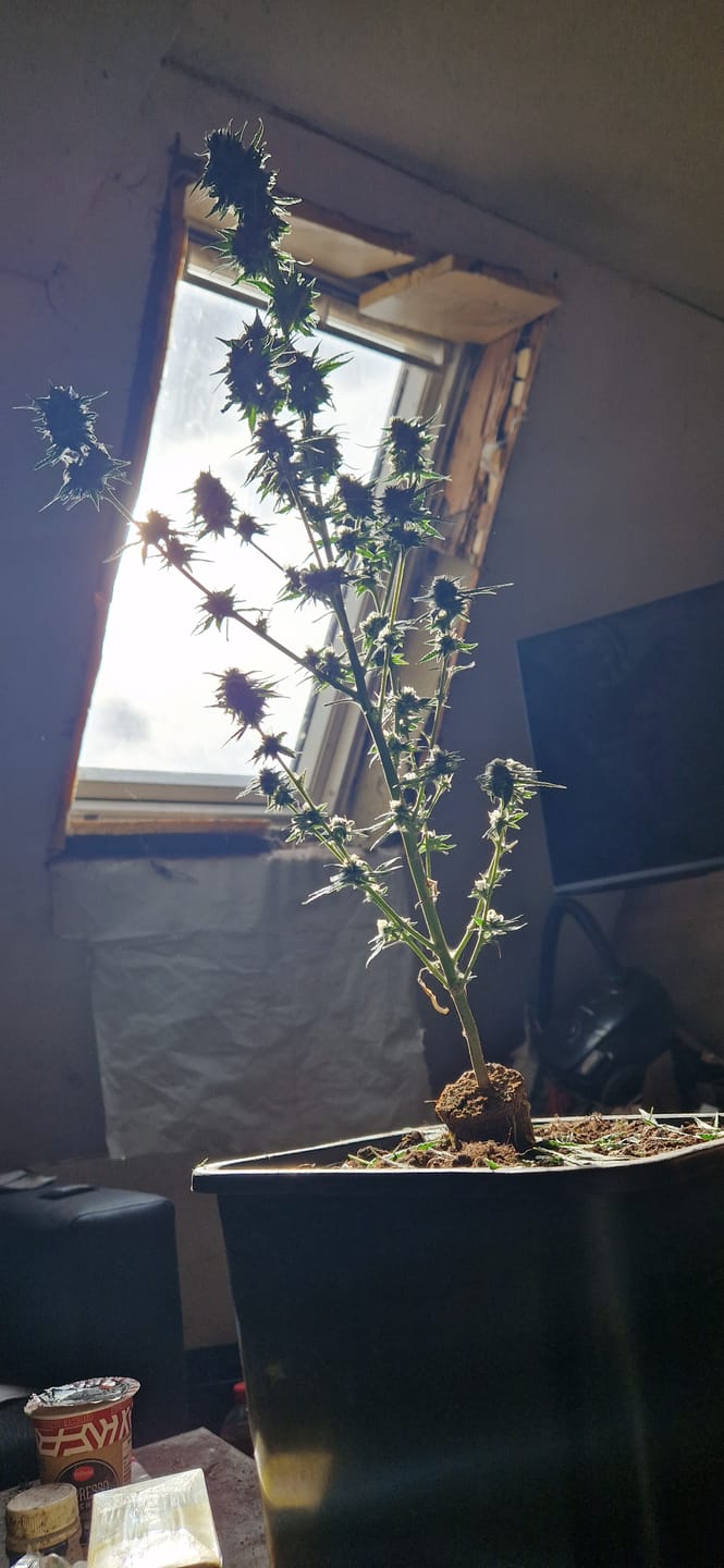 Customer photo review of Hanfstecklinge | Epic Buzz