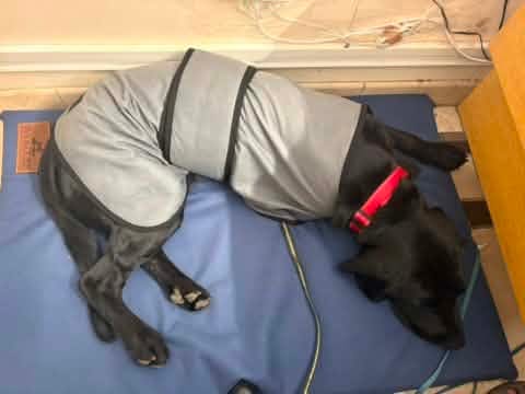 Customer photo review of Luxury Dog Cooling Coat