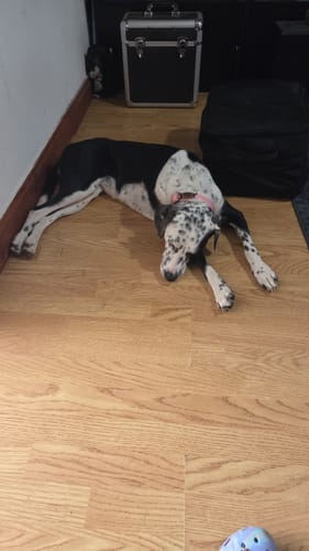 Customer's spotted dog resting on a wood floor, wearing a pink 2.5cm Lighter Combat Collar with a handle.