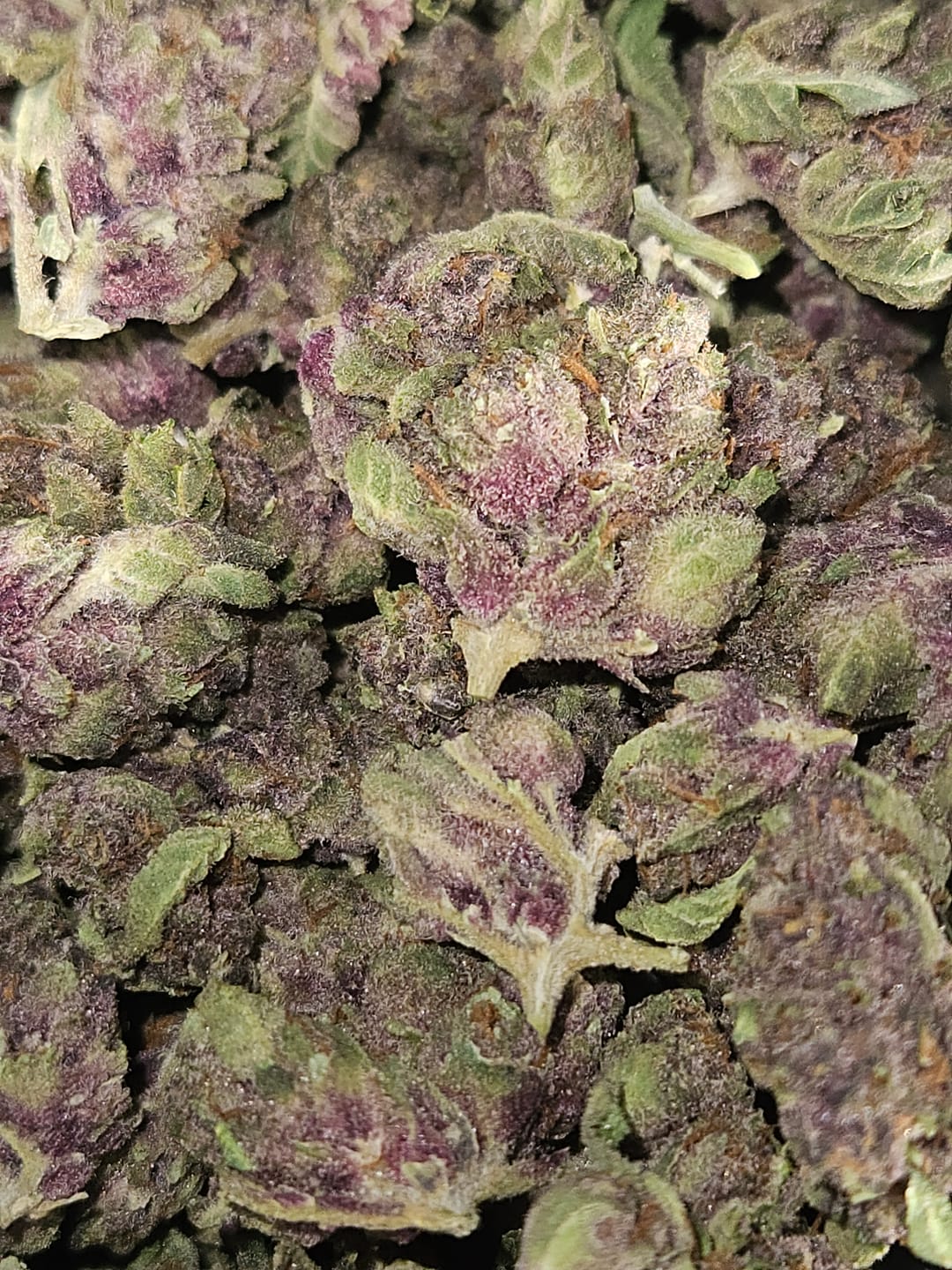 Customer photo review of Tropicana Cherry THCA Flower