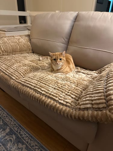 Customer photo review of Cosy Couch - Couch Cover