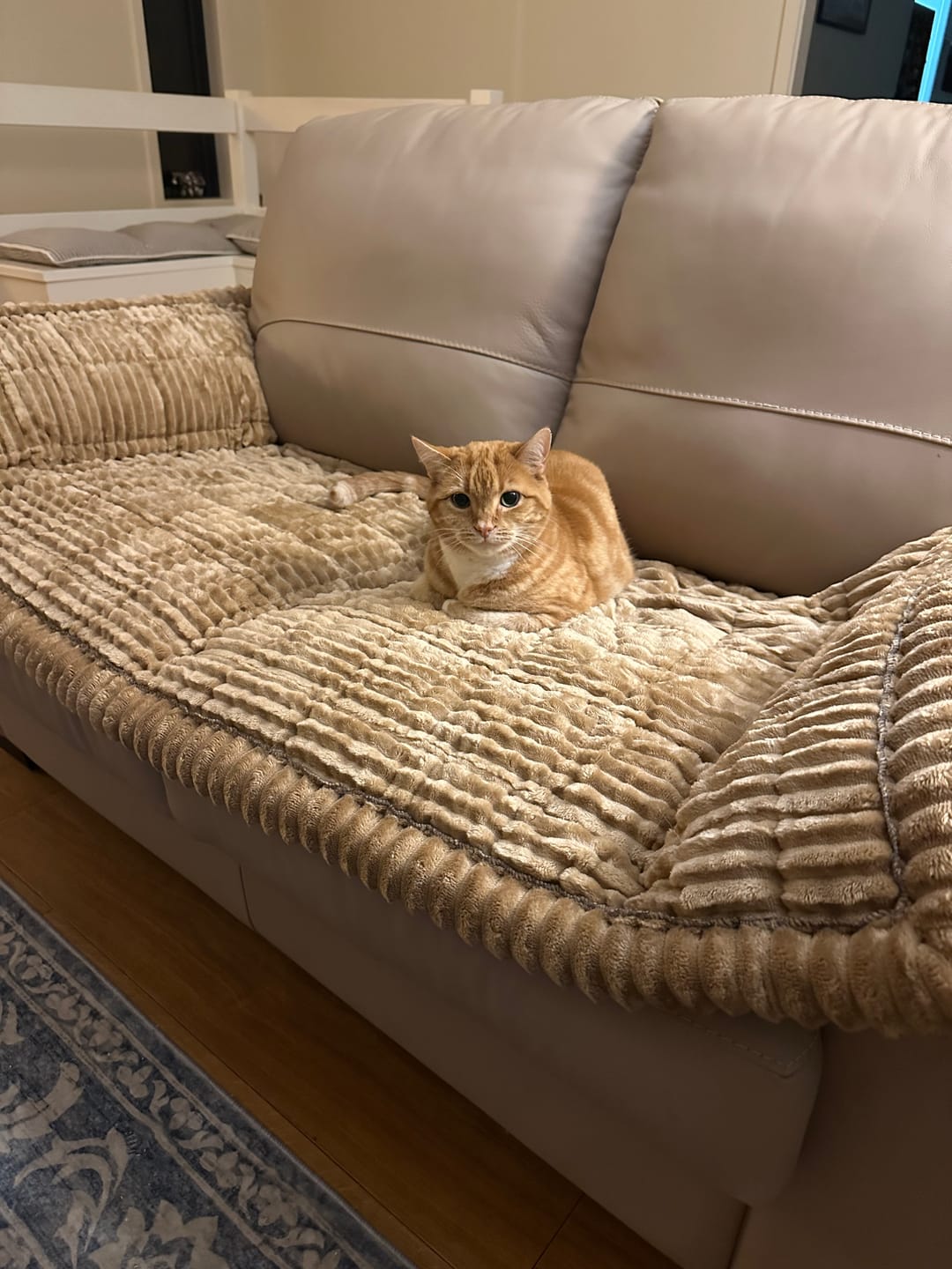 Customer photo review of Cosy Couch - Couch Cover