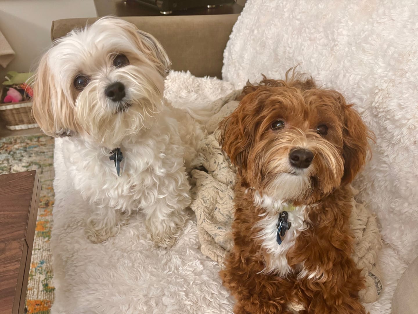 Customer photo review of Iron Paws Daily Human-Grade Superfood For Dogs