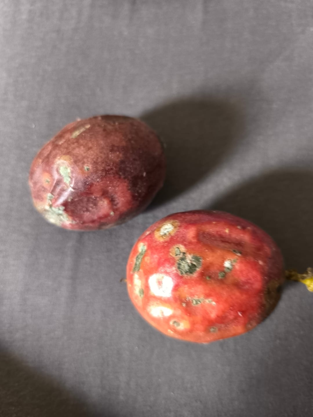 Customer photo review of Passionsfrüchte Bio von Julian Aktionswoche %