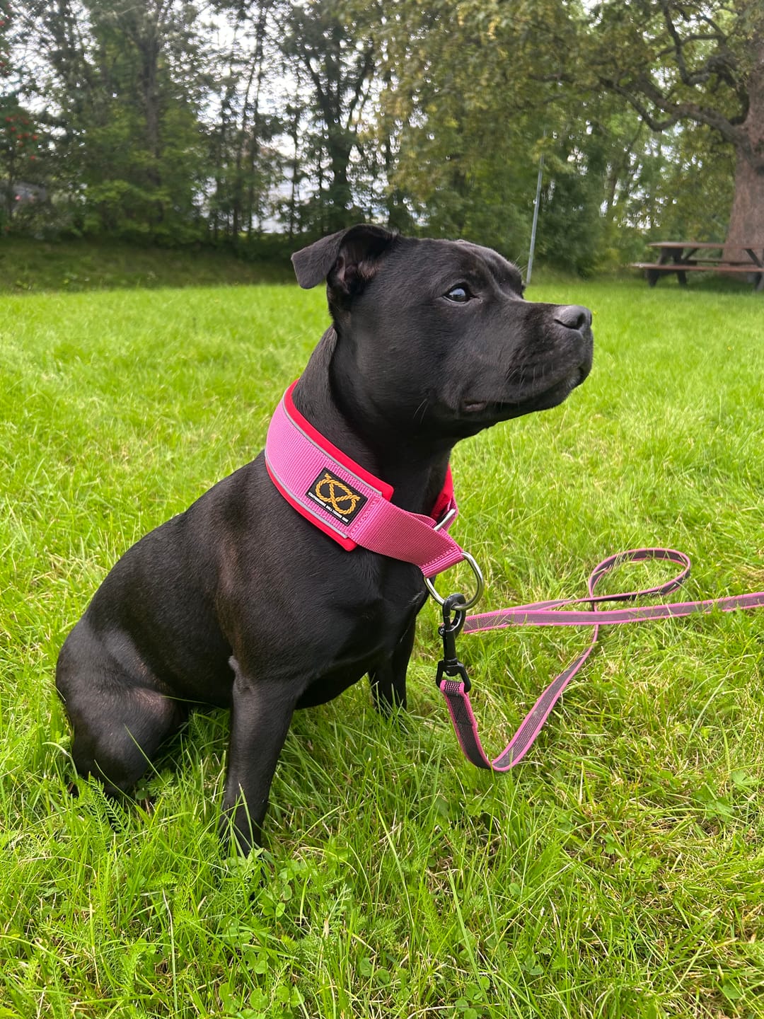 Customer photo review of Staffordshire Bull Terrier 1935® Martingale Collar - Lipstick Edition - Fuchsia & Red
