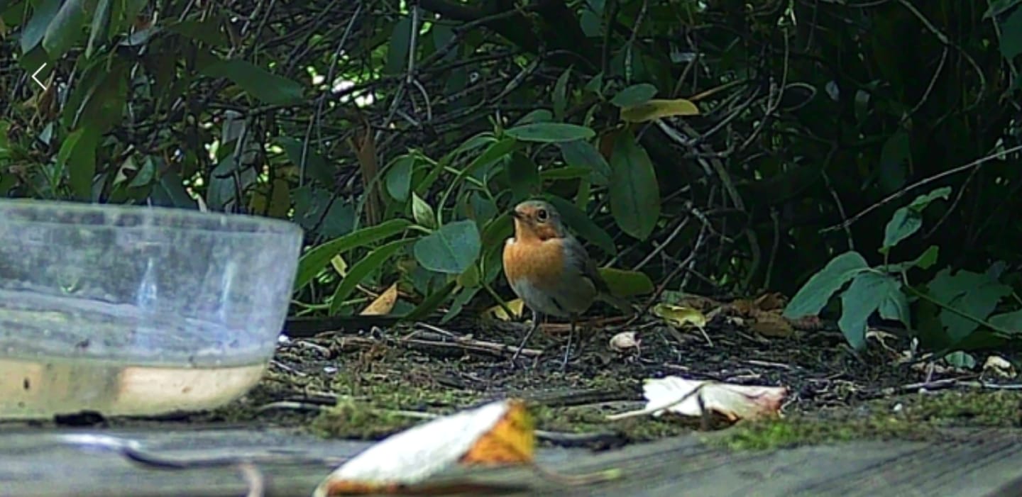 Customer photo review of NatureEye Pro