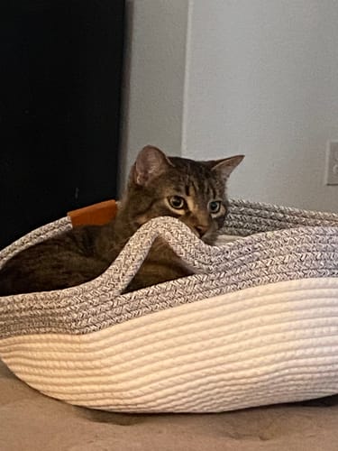 Customer's tabby cat resting inside the round, cream and gray woven Instinct Basket.
