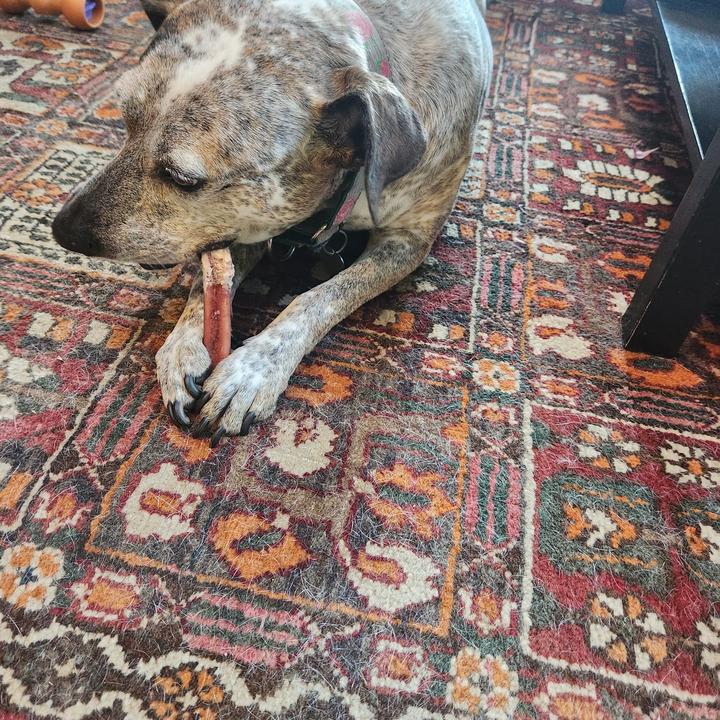 Customer photo review of 6 Inch Thick Bully Stick