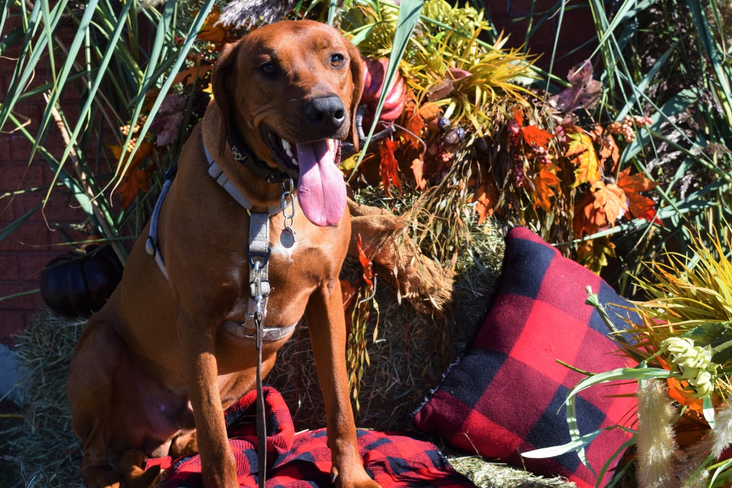 Customer photo review of 6 Inch Monster Bully Stick