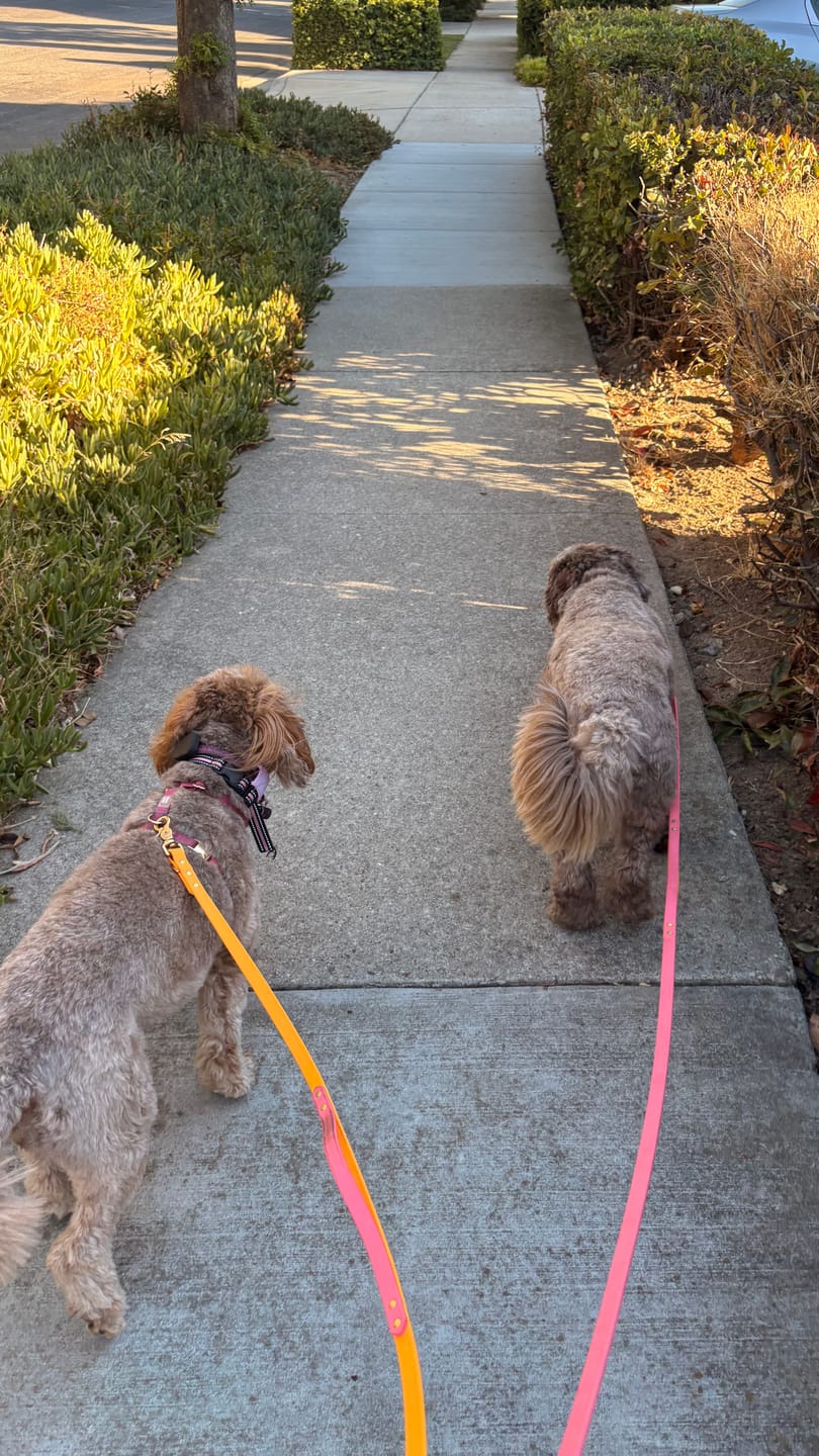 Customer photo review of Biothane Traffic Handle Dog Leash