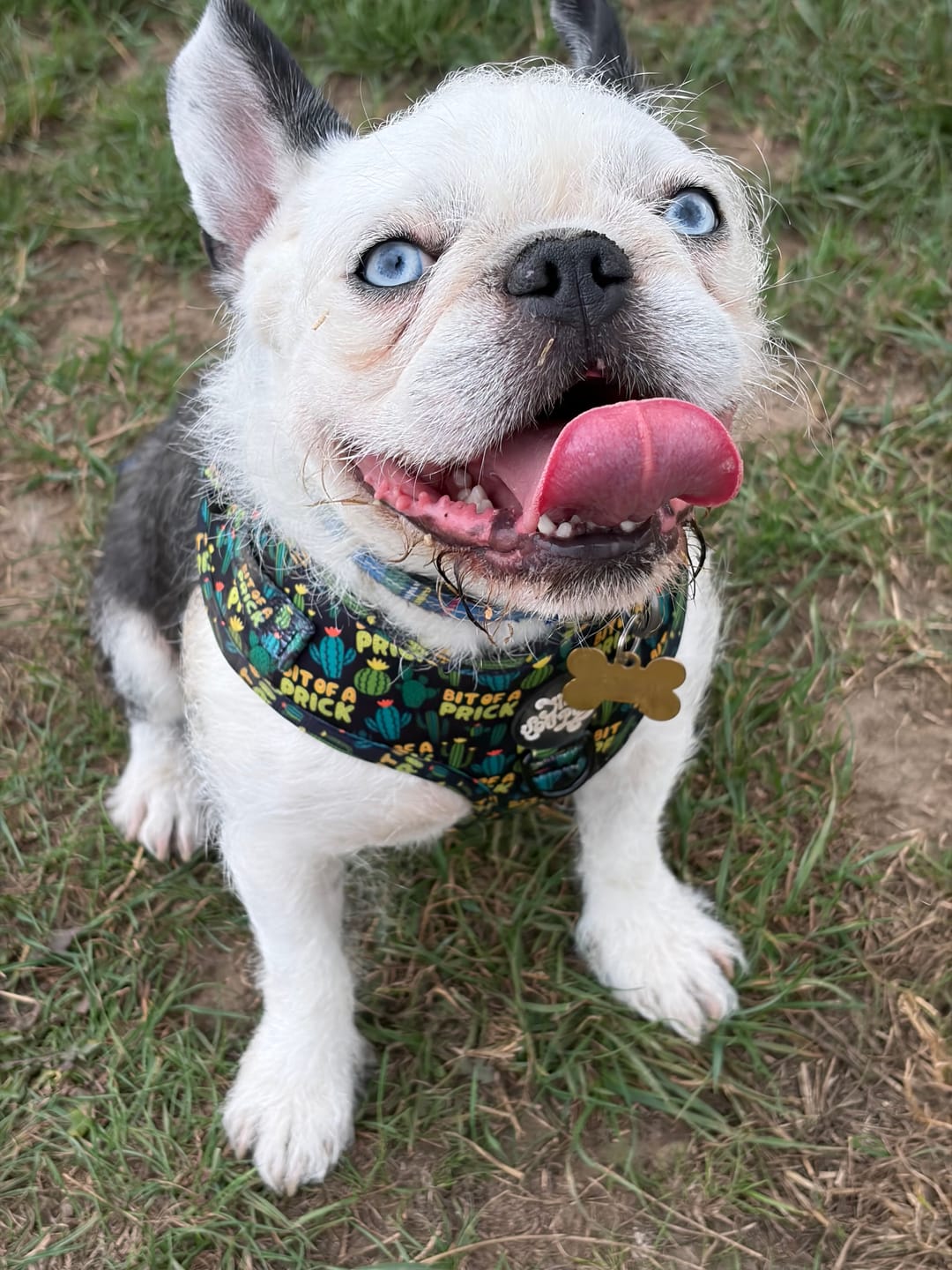 Customer photo review of Bit of a pr**k collar