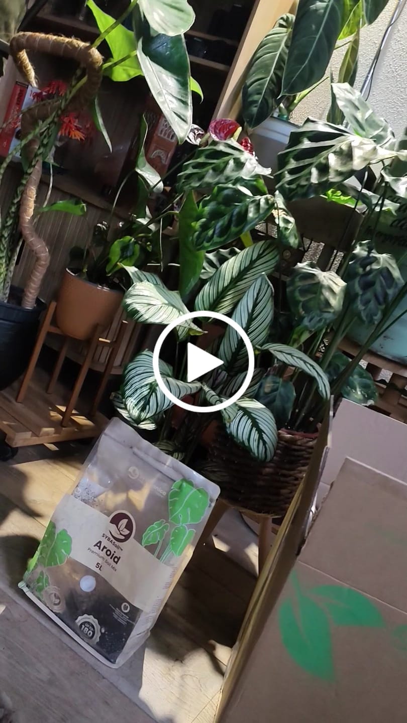Customer video review of Calathea & Maranta Mix