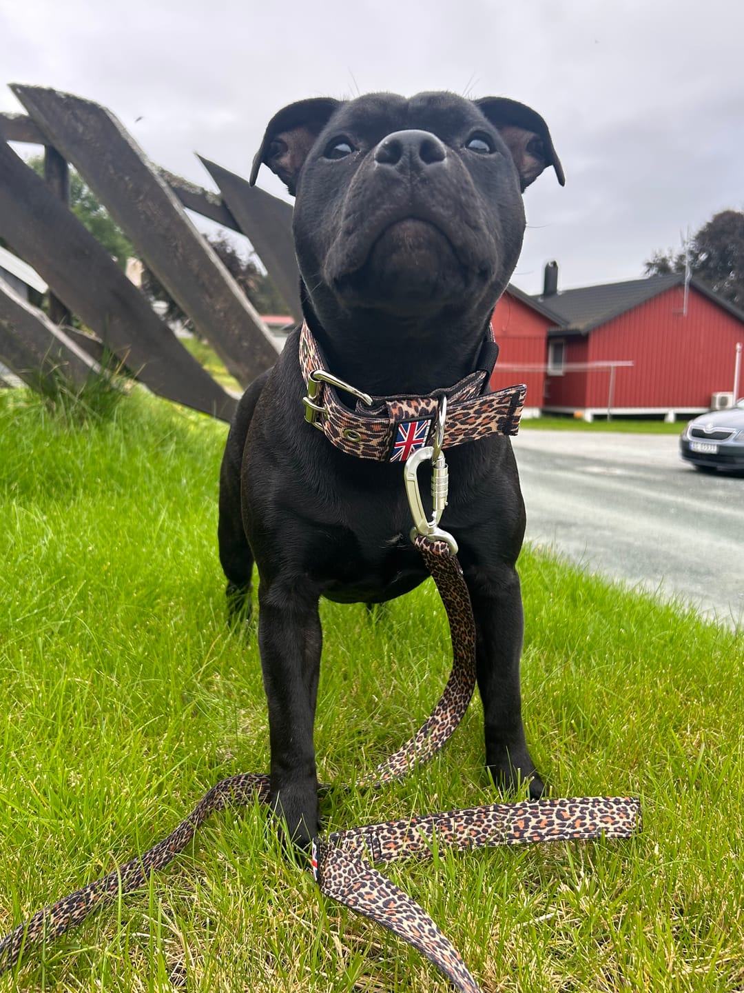 Customer photo review of Staffordshire Bull Terrier 1935® Nylon Collar - Leopard