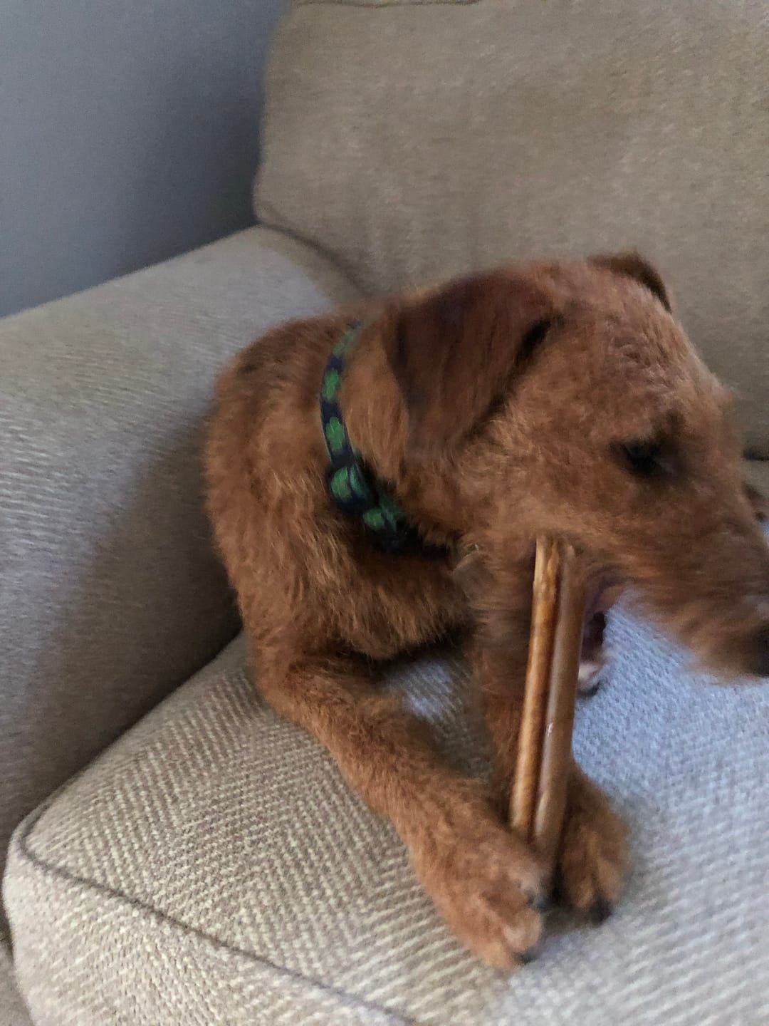 Customer photo review of Super Bull Sticks