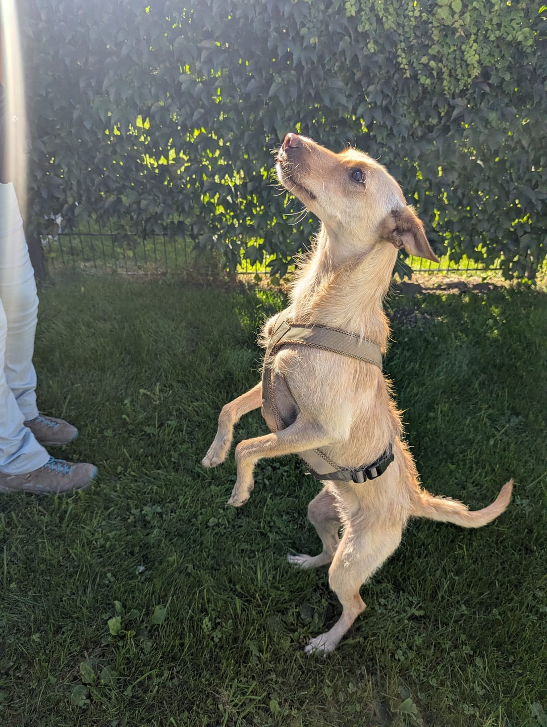 Customer photo review of Windhundgeschirr FUN "Golden Sand"