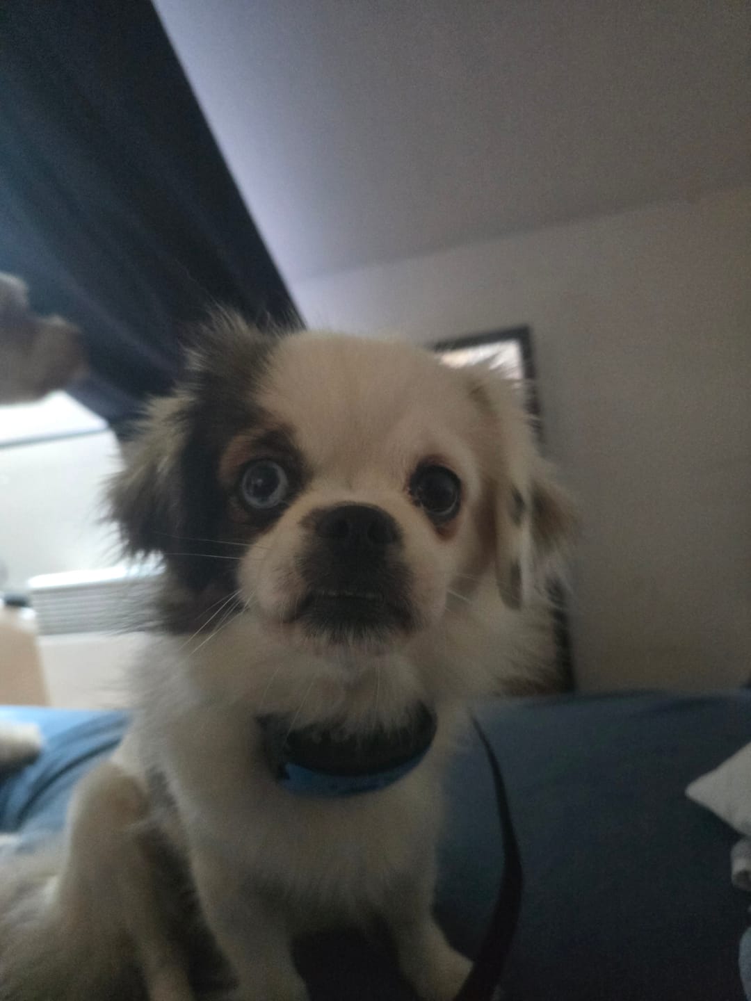 Customer photo review of Collier Anti Aboiement PuppySafe