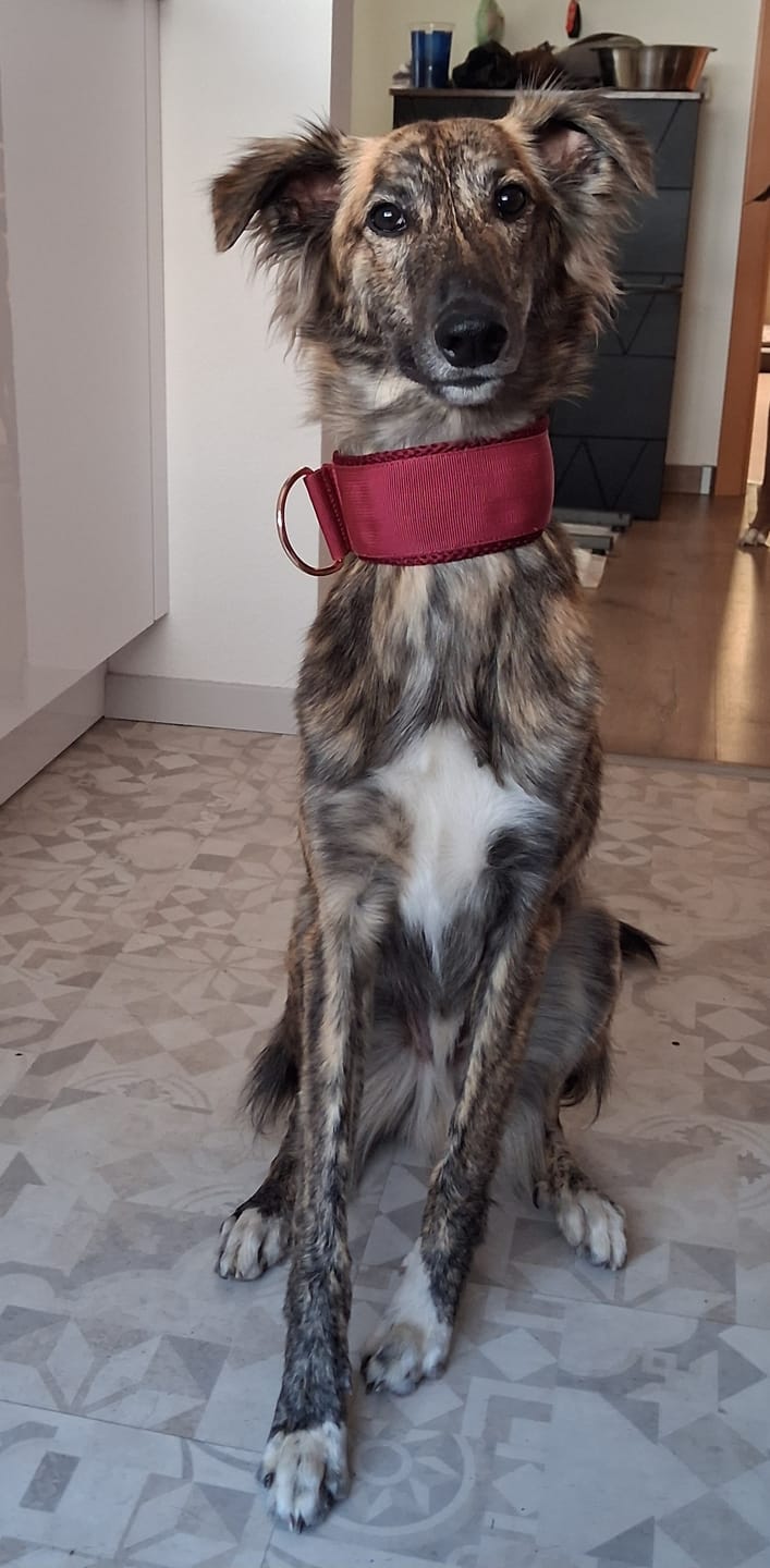 Customer photo review of Halsband Zugstopp