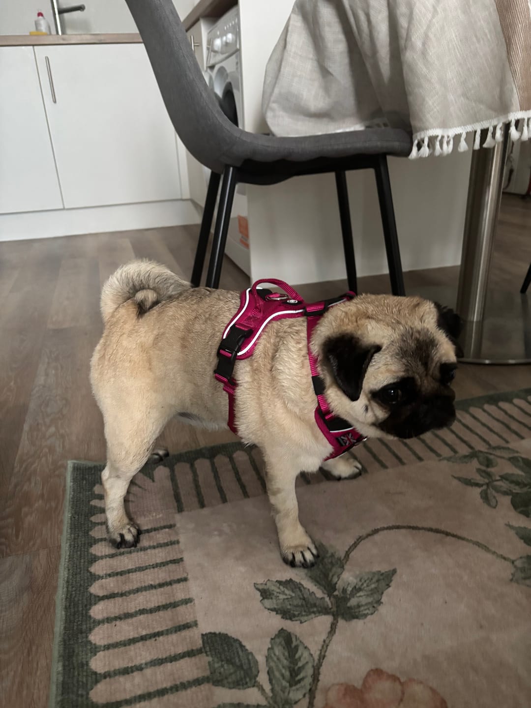 Customer photo review of Anti Pull Hurricane Harness Lighter | With Handle - Carminerose