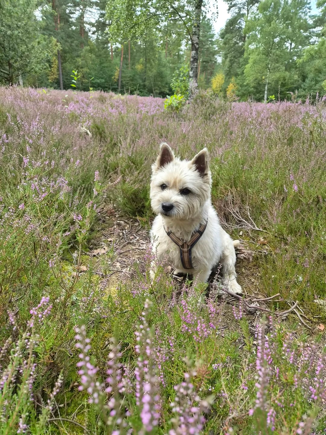 Customer photo review of Hunde-Türschild personalisiert mit Foto & Text (UV- und wetterfest)