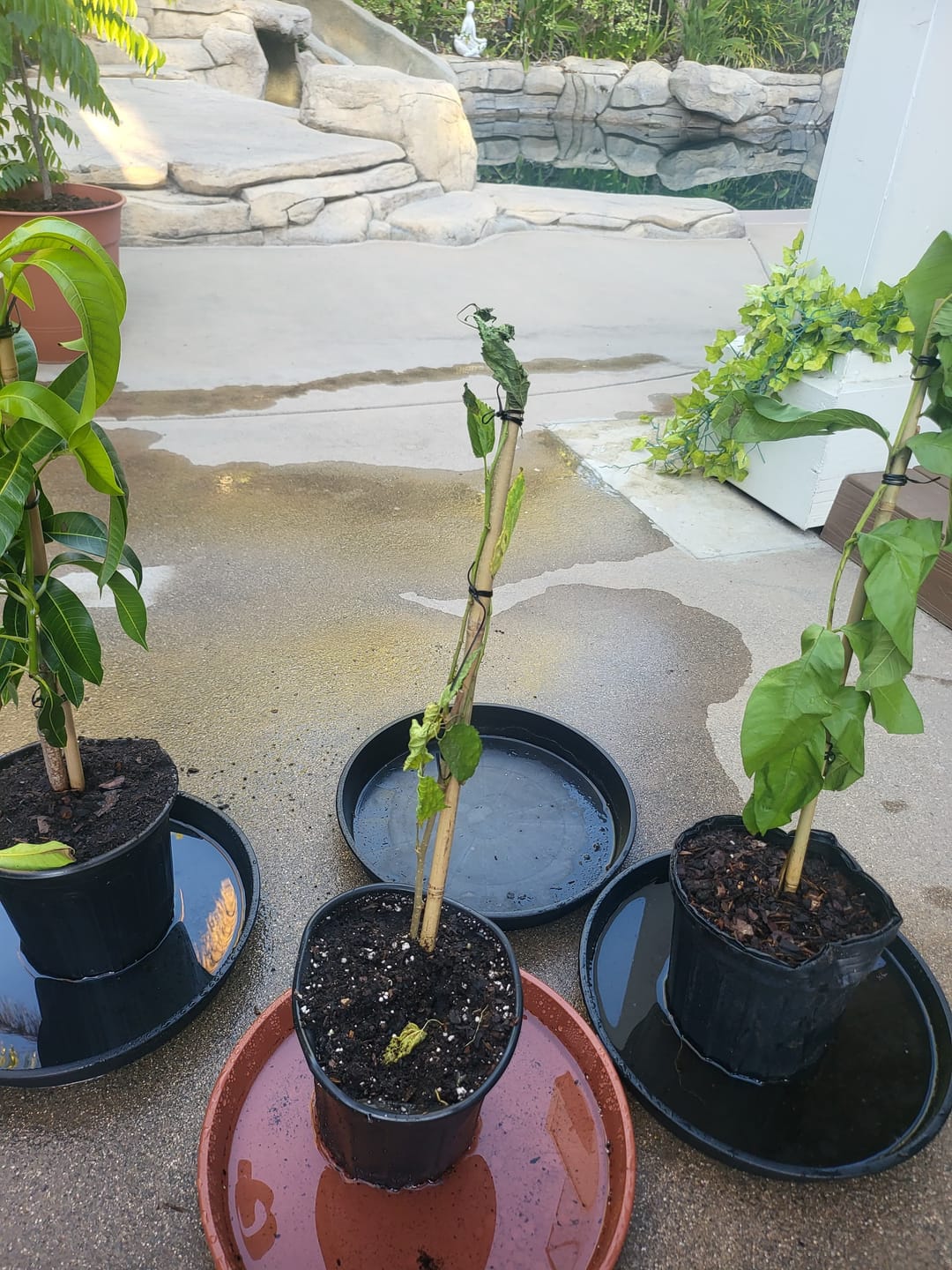 Customer photo review of Carrie (Condo) Mango Grafted