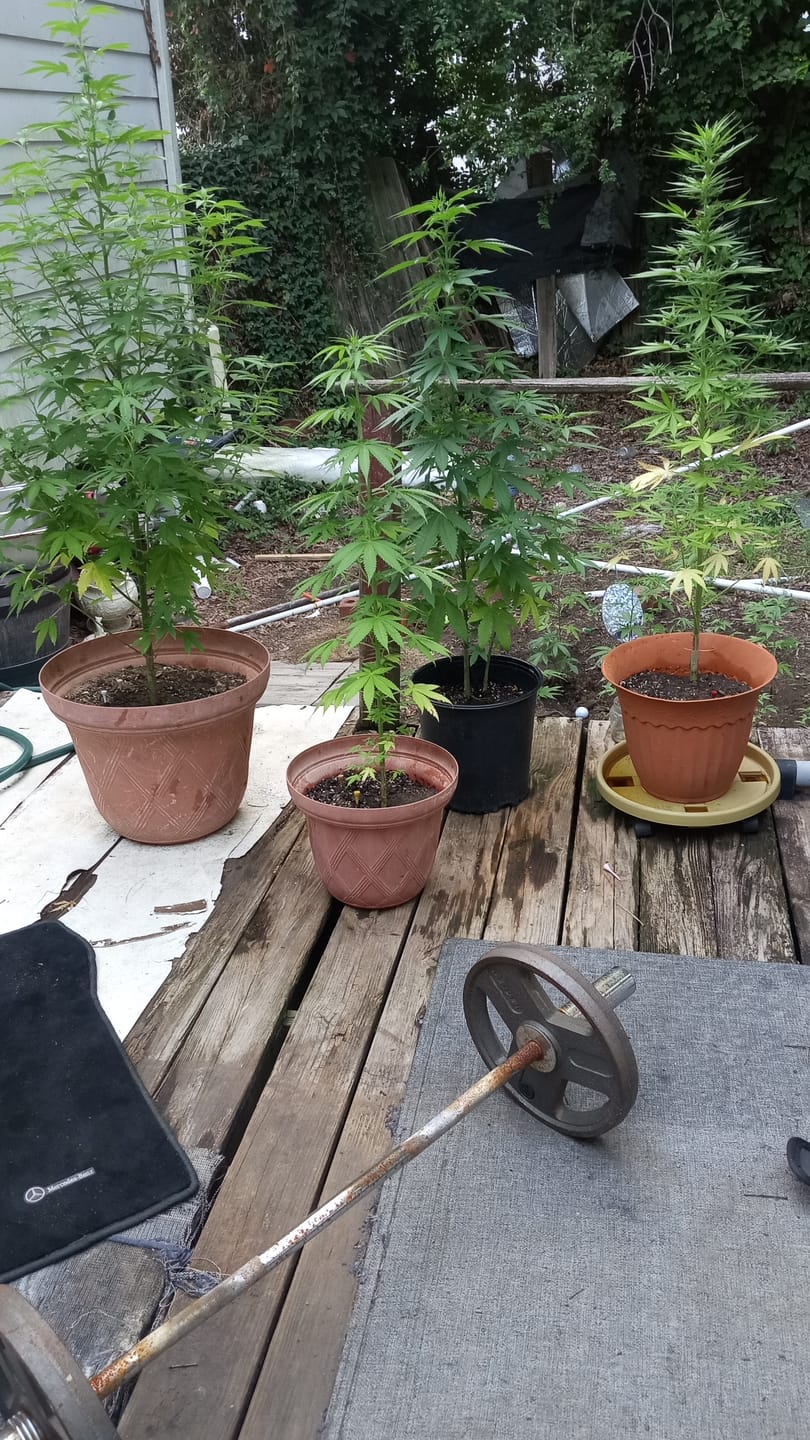 Customer photo review of Dank Gatorade THCA Flower - Cheap OZ
