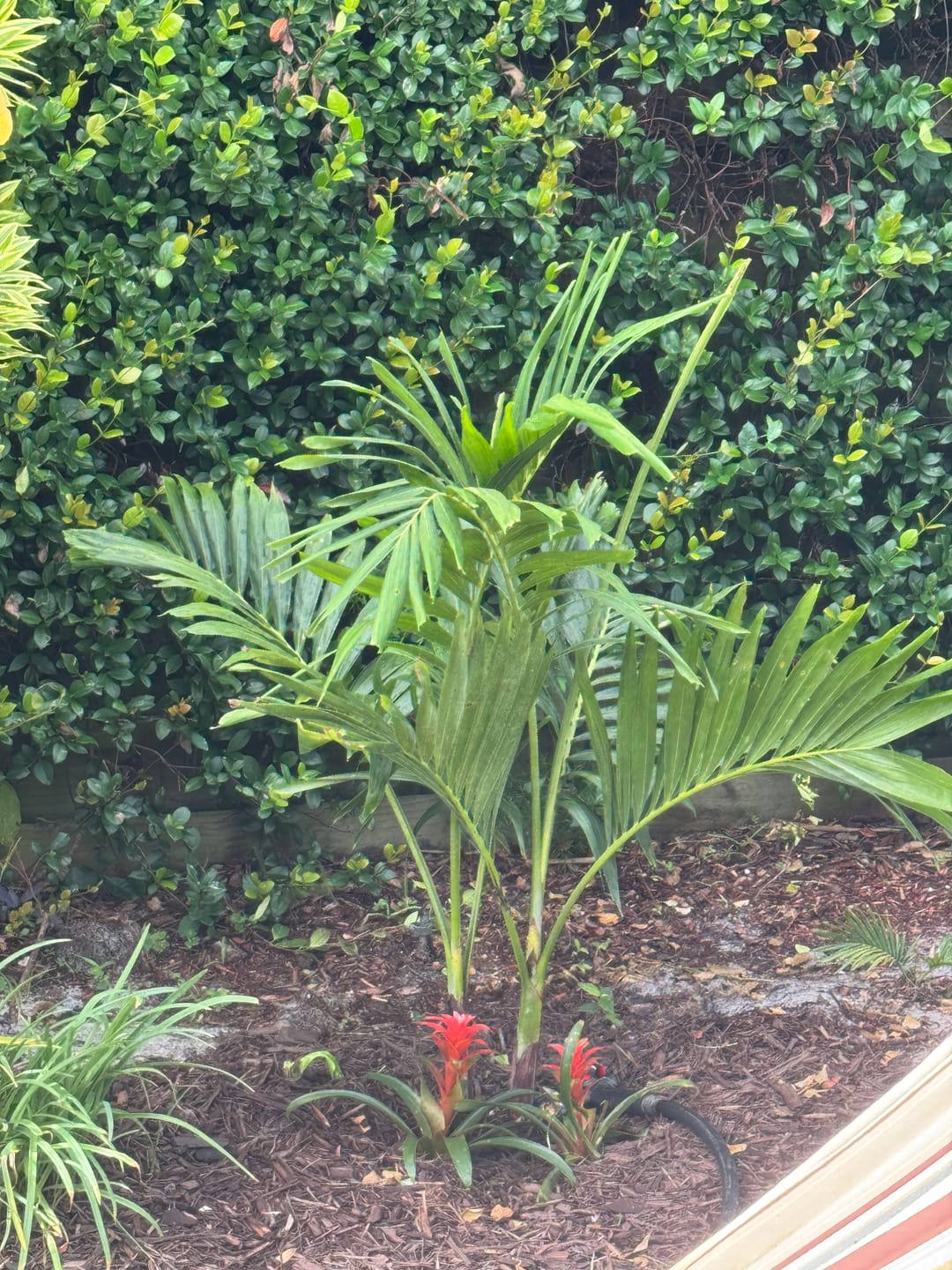 Customer photo review of Christmas Palm Double, Veitchia merrillii, Adonidia Merrillii