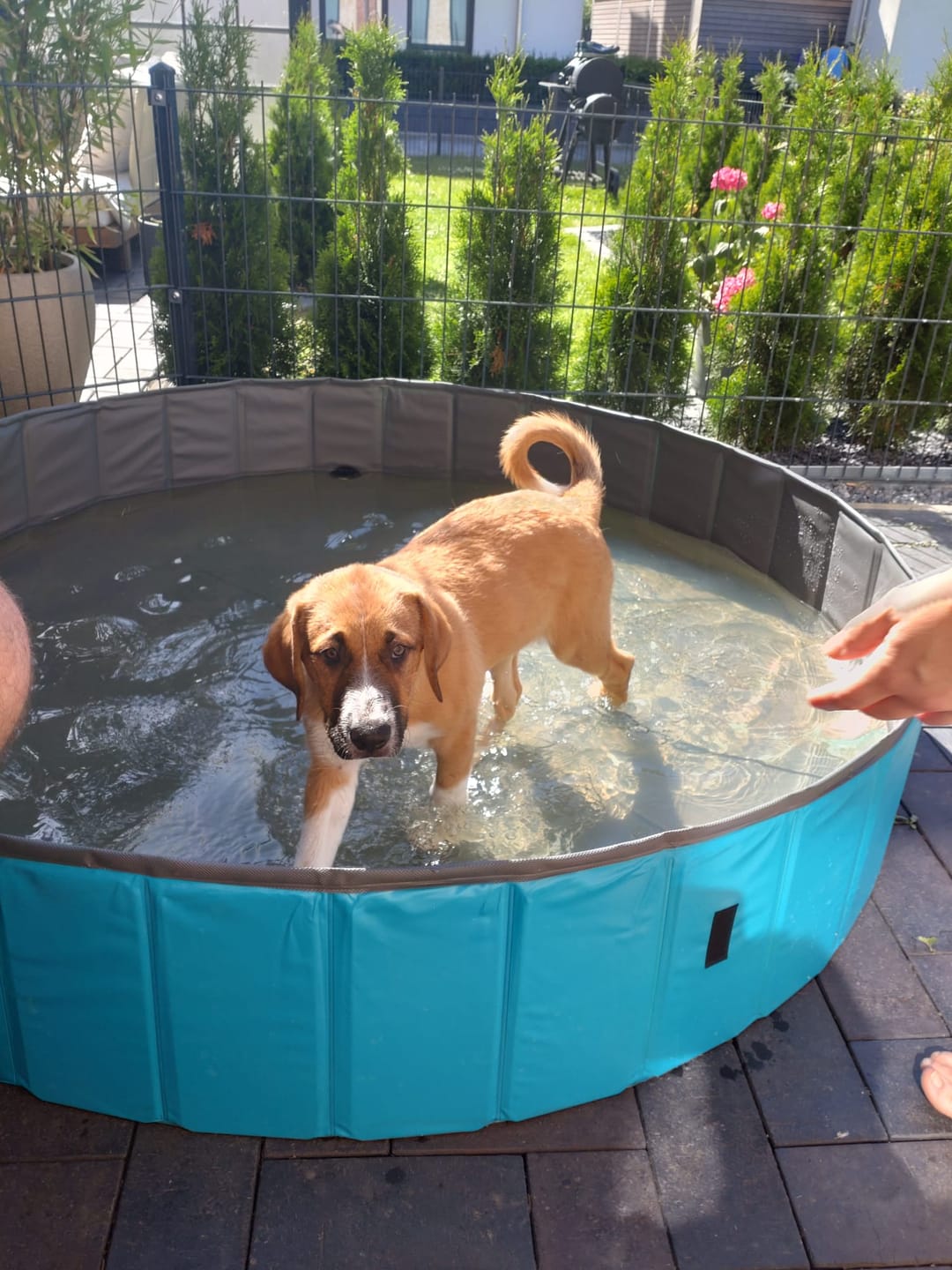 Customer photo review of Schlüsselanhänger mit Hundefoto